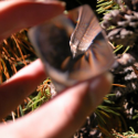 Pinecone